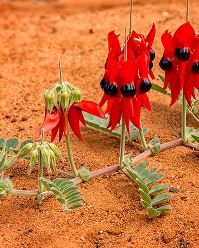 Sturt desert pea flower growing in dirt